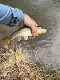 Bull Chub, photographed in North Carolina