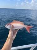 Vermilion Snapper, photographed in Florida