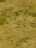 Waccamaw Killifish, photographed in North Carolina