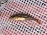 Brook Stickleback, photographed in Wisconsin