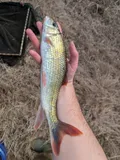 Blacktail Redhorse, photographed in Mississippi