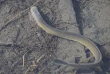 Arctic Lamprey, photographed in Yukon