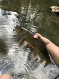 Notchlip Redhorse, photographed in North Carolina