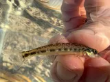 Channel Darter, photographed in Arkansas