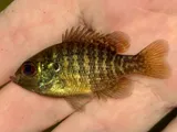 Bantam Sunfish, photographed in Texas