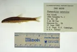 Kanawha Minnow, photographed in Virginia