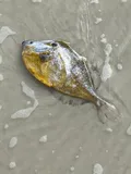 Orange Filefish, photographed in Florida