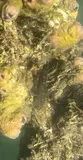 Shimofuri Goby, photographed in Tai Po