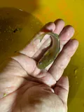 White Bullhead, photographed in Florida