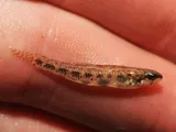 Cypress Darter, photographed in Texas