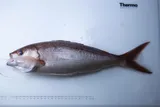 Rosy Snapper, photographed in Hawaii