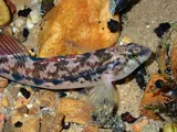 Coosa Darter, photographed in Alabama
