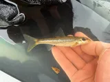 Gravel Chub, photographed in Ohio