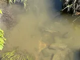 Largescale Sucker, photographed in British Columbia