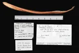 Alaskan Brook Lamprey, photographed in Alaska (State)