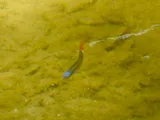 Redfin Shiner, photographed in Texas