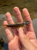 Variegate Darter, photographed in Ohio
