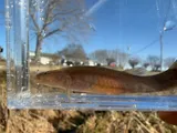 Spring Cavefish, photographed in Tennessee