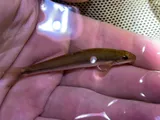 Fatlips Minnow, photographed in Virginia