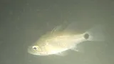 River Cardinalfish, photographed in Palawan
