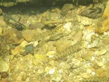 Tennessee Logperch, photographed in Tennessee