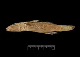Pacific River Goby