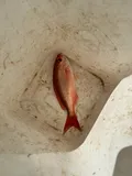 Vermilion Snapper