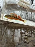 Splendid Darter, photographed in Kentucky
