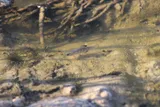 Amargosa Pupfish, photographed in California
