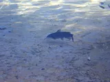 Headwater Catfish, photographed in Texas