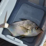 Irish Pompano, photographed in Florida