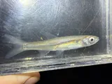 Emerald Shiner, photographed in Tennessee