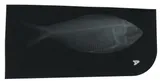 Finescale Menhaden, photographed in Texas