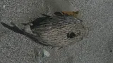 Porcupinefish, photographed in Manabi