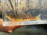 Tallapoosa Darter, photographed in Alabama