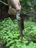 Cahaba Bass, photographed in Alabama