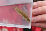 Coppercheek Darter, photographed in Tennessee