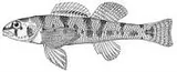Bluespar Darter, photographed in Tennessee