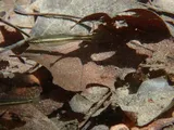 Nueces Roundnose Minnow, photographed in Texas