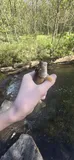 Bluehead Chub, photographed in Virginia