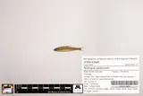 Coastal Shiner, photographed in North Carolina