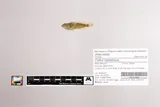 Ozark Sculpin, photographed in Missouri