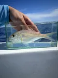 Wenchman, photographed in Florida