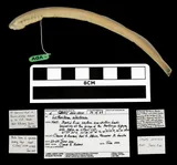 Alaskan Brook Lamprey, photographed in Northwest Territories (Terr.)