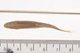 Spikedace, photographed in Arizona