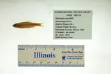 Channel Shiner, photographed in Illinois