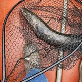 Northern Snakehead, photographed in Maryland