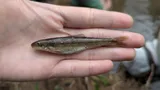 Fatlips Minnow, photographed in North Carolina
