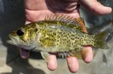 Ozark Bass, photographed in Arkansas