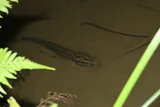 Blotched Snakehead, photographed in Taiwan